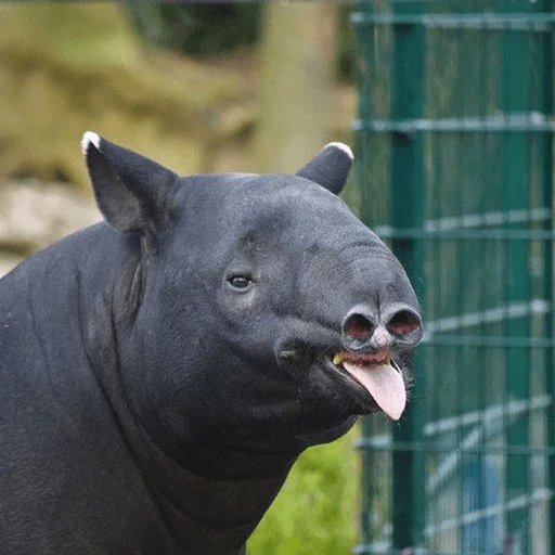 animal mammal tapir
