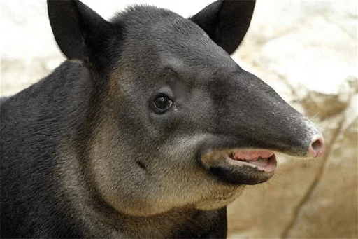 animal mammal tapir