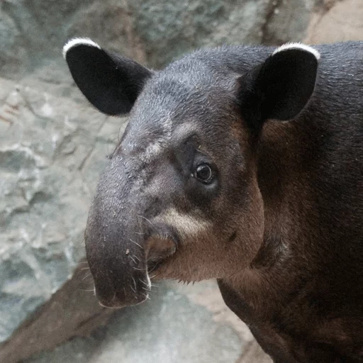 animal mammal tapir