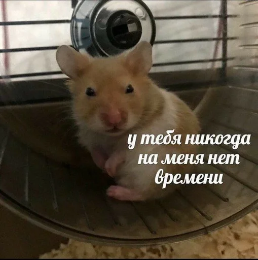 млекопитающее животное хомяк