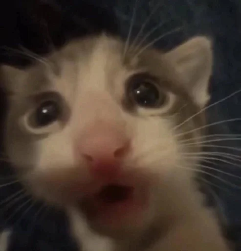 млекопитающее животное кошки малого и среднего размера