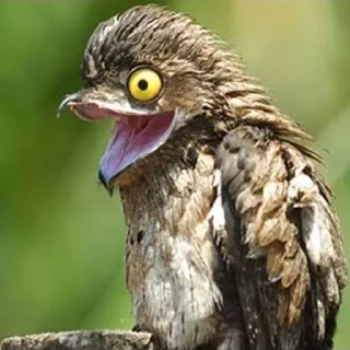 Sticker TimStick - 8