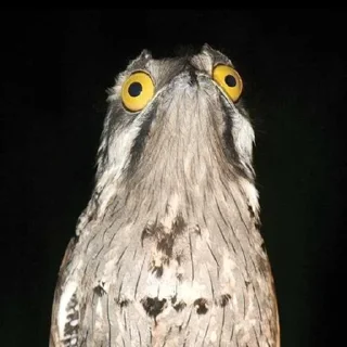 Sticker TimStick - 1