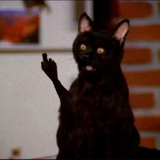 животное млекопитающее домашняя кошка