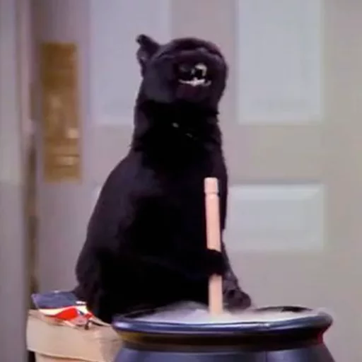 кошка чёрная кошка чёрный