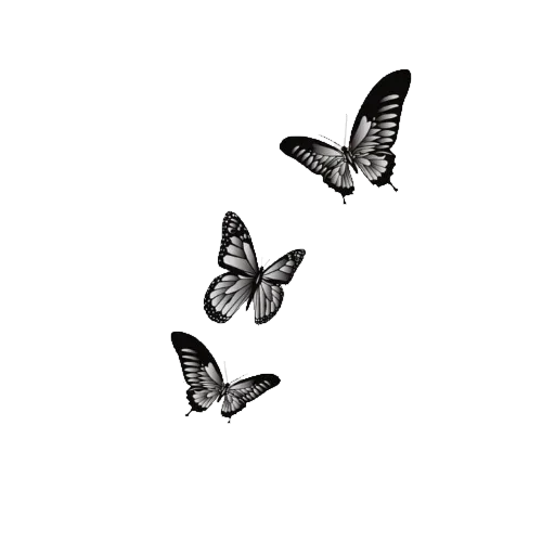 butterfly moths and butterflies black and white