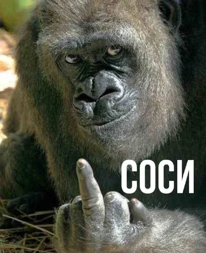 Sticker Terpila02 - 1