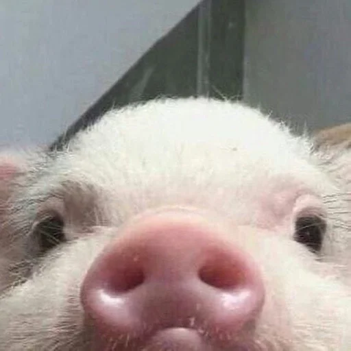 млекопитающее животное свинья