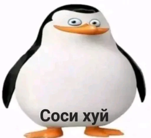 aquatic bird penguin flightless bird