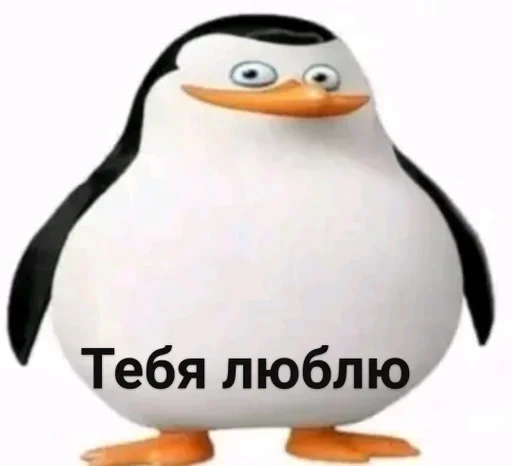 aquatic bird penguin flightless bird