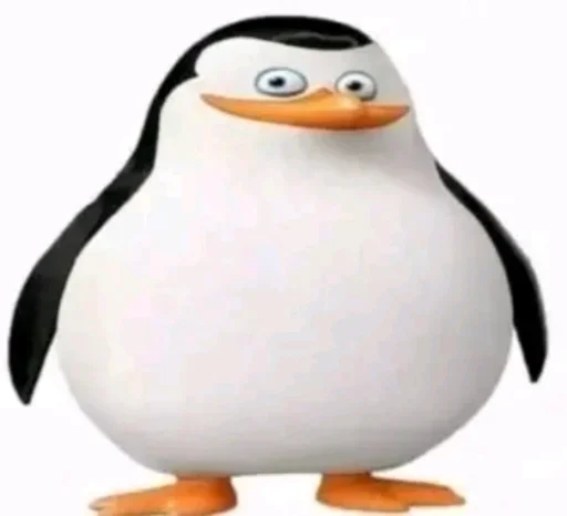 aquatic bird penguin flightless bird