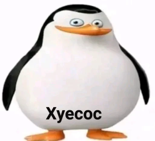 aquatic bird penguin flightless bird