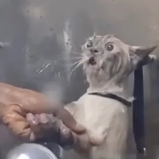 Стикер @vipslive - 8