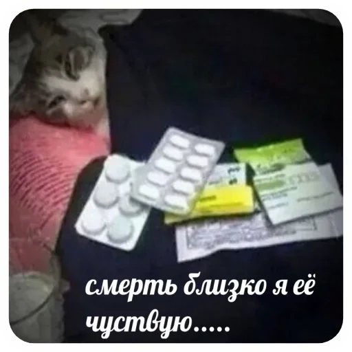 СМС кошка животное