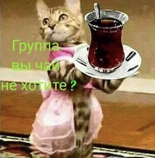 кошки малого и среднего размера кошачьи котёнок