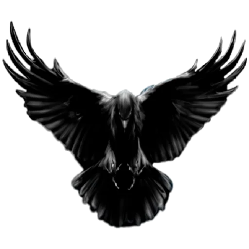 wing black and white animal