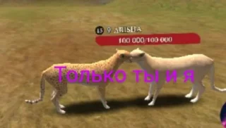 Стикер The cheetah @MoiStikiBot - 1