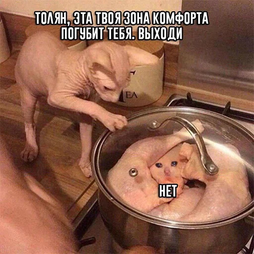 indoor animal cookware and bakeware