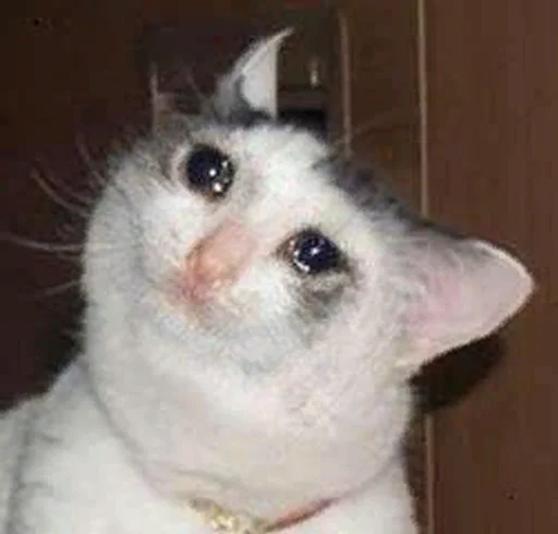 млекопитающее животное кошка