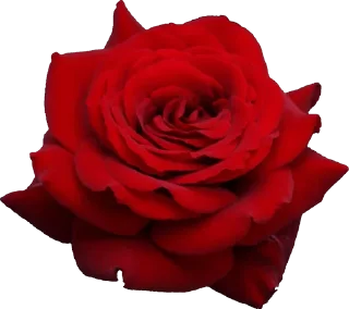 Стикер ⚜The Divine Source Of Love⚜ - 5