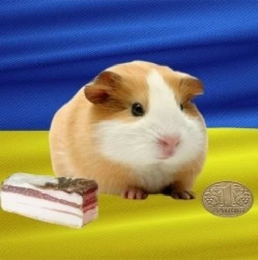 animal mammal rodent