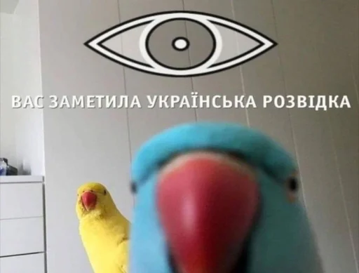 parrot indoor cartoon