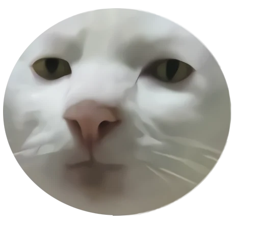 кошка лицо животное