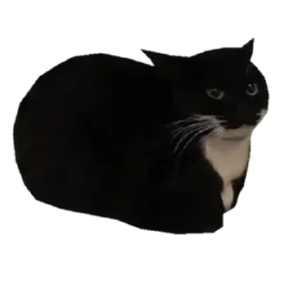 Sticker Maxwell the Cat - 1