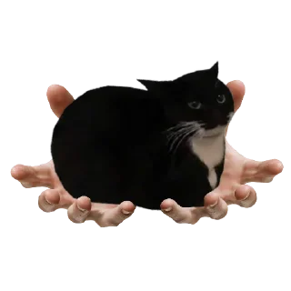 Sticker Maxwell the Cat - 6