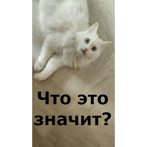 Стикер Кот Красавчик - 6