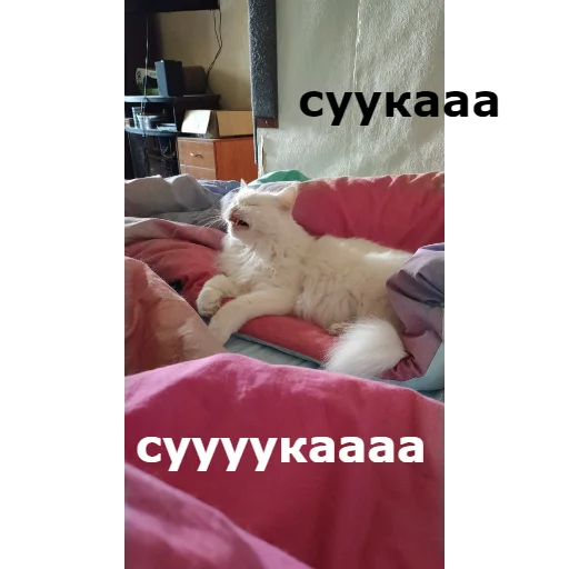 Стикер Кот Красавчик - 2