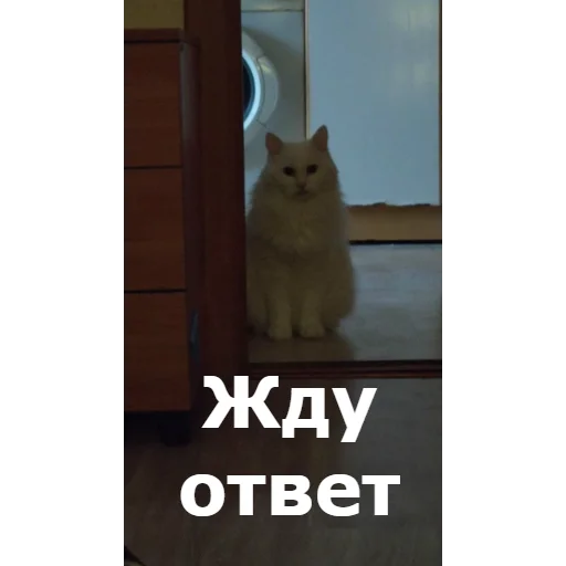 Стикер Кот Красавчик - 1