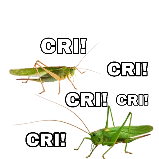 cricket sport invertebrate