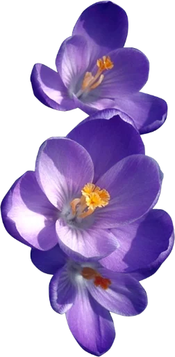 Sticker The_Violet_Flower - 1