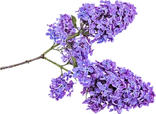 Sticker The Violet Flower - 2