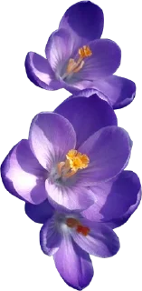 Sticker The Violet Flower - 7