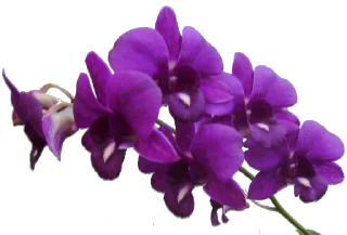 Sticker The Violet Flower - 6