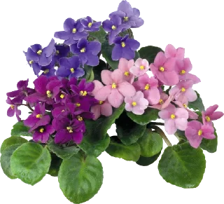 Sticker The Violet Flower - 10