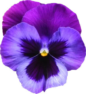 Sticker The Violet Flower - 5