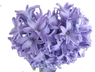 Sticker The Violet Flower - 11