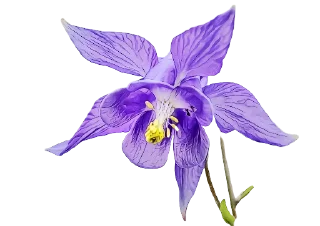 Sticker The Violet Flower - 9