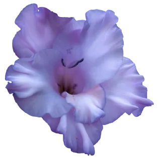 Sticker The Violet Flower - 8