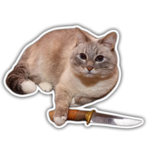 cat small to medium-sized cats domestic cat