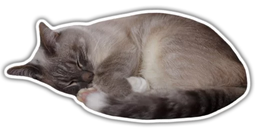 animal small to medium-sized cats cat