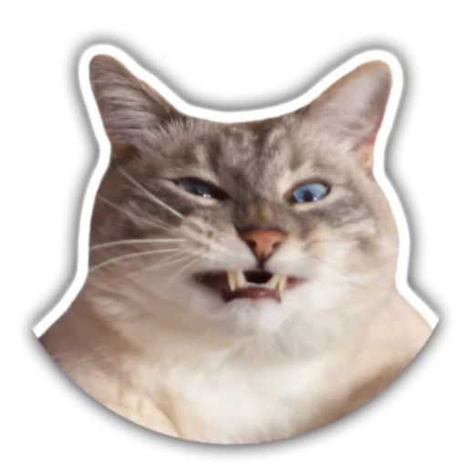 cat animal small to medium-sized cats