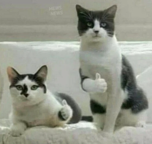 Kot@kot by @fStikBot - person