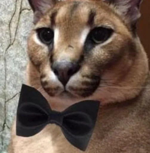 Шлеппа :: @fStikBot - животное