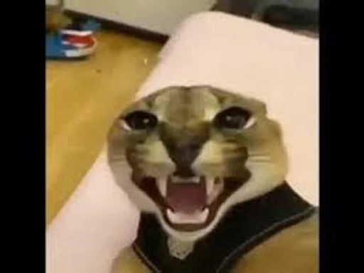 животное млекопитающее комнатный