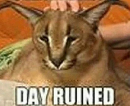 животное кошка млекопитающее