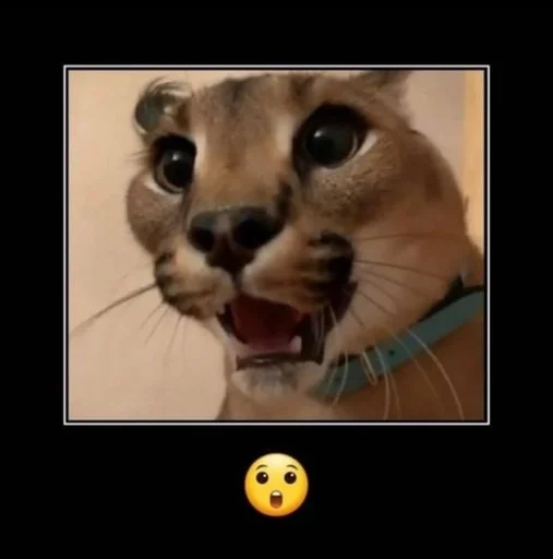 усы животное кошачьи